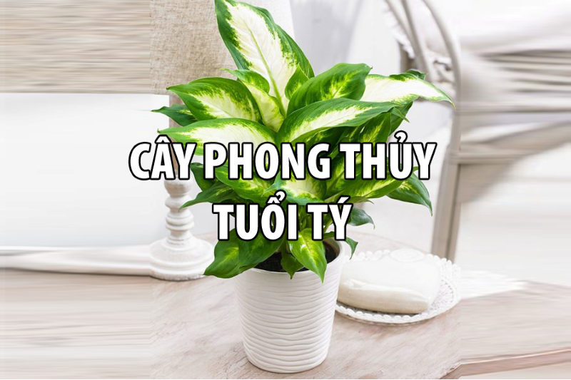 Người tuổi Tý mệnh hỏa nên trồng những cây hợp mệnh như: cây hồng môn, cây huyết dụ, cây vạn lộc, kim ngân, cây phú quý, cây lan quân tử, cây phong lộc...