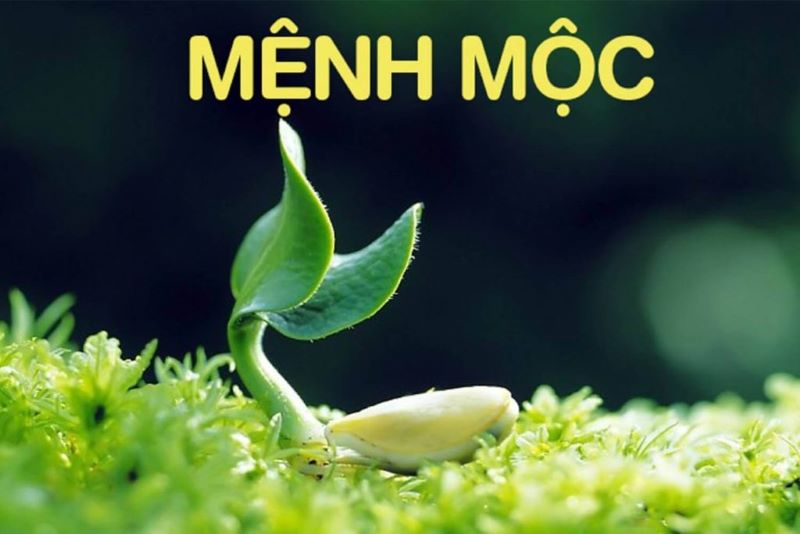 Người mệnh Mộc có vẻ ngoài trầm tính, ít nói nhưng lại khá tốt bụng và có tính cách ôn hòa